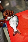 A sea bream being prepared