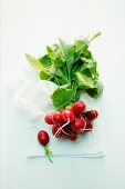 A bunch of fresh radishes on a cloth