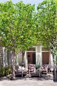 Sunny seating area on terrace with outdoor armchairs and table below trees in patio-style courtyard of residential house