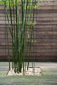 Holzterrasse mit Bambus in quadratischem Kiesbeet; Rückwand aus Holzbrettern