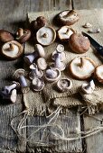 Purple wood blewits and shiitake mushrooms
