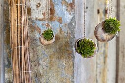 Sukkulenten in Weinbergschneckenhäuser eingepflanzt und an Schnur aufgehängt