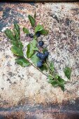 A sprig of sloes on a weathered stone surface