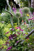 Purple-flowering clematis climbing up pruned willow and allium flower heads