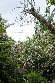 Flowering foxgloves, group of white-flowering shrubs and tree trunk