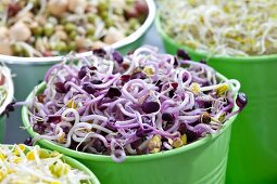 Various bean sprouts in containers