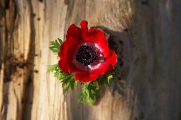 A red anemone on a piece of bark (seen from above)