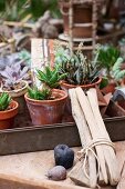 Mixture of potted succulents and tied bundle of sticks on surface