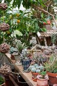 Various succulents in terracotta pots on wooden surface
