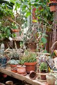 Potted succulents on rustic wooden surface