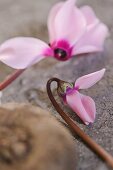 Pink cyclamen