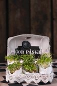 Fresh cress in an egg box as Easter decoration