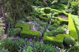 Clipped box hedges and purple flowers in park-style garden