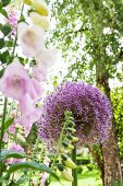 Flowering foxglove and allium