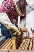 Beekeeper Christian Bauer checks one of his hives in Alameda, California
