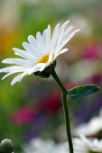 A marguerite in a garden