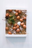Fresh eggs on straw in a crate