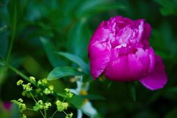 Pink peony and lady's mantle