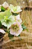 Basket of pale pink hellebores in meadow