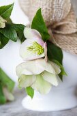 Pale pink hellebores decorating china bowl