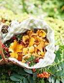 Freshly picked chanterelle mushrooms in a basket on the forest floor