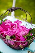 Wild roses in a wire basket