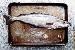 Freshly caught Cornish pollock on a baking tray