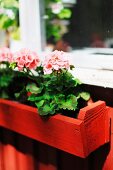Pink geraniums in narrow window box of red-painted wood