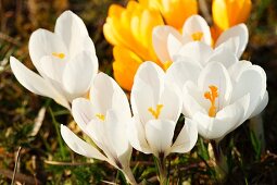 Yellow and white crocuses