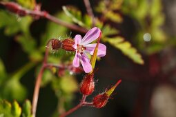 A cranesbill flower