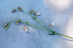 Fresh bladder campion on a fabric surface