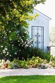 Rankhilfe an Giebelwand mit Heckenrose in sommerlichem Garten mit Kiesweg