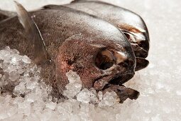 Monk fish on ice
