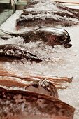 Various types of fish at a market