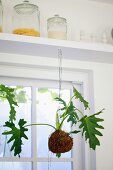 Plant with root ball hanging from shelf in front of window