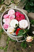 Roses floating in zinc tub