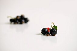 Blackcurrants in front of a redcurrant