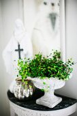 Foliage plant in antique, Greek-style stone dish on pedestal on semi-circular console table