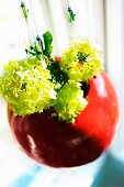 Lime green viburnum flowers in red, suspended, spherical plant pot