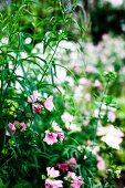 Pink flowering plant (annual mallow)