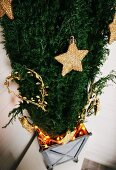 Goldene Sterne und gebogene Herzenformen als Weihnachtsschmuck an Konifere in verzinktem Metallgefäss mit Leuchtgirlande