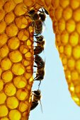 A row of honey bees