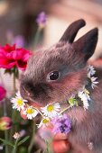 A rabbit wearing a daisy chain around its neck