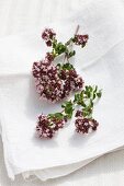 Flowering origanum on a linen cloth outside