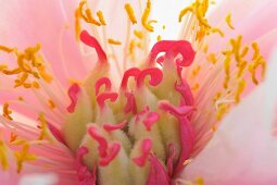 Close up of pink petaled flower with pink and yellow stamens