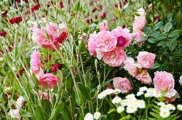 Roses, daisies and pinks in garden