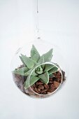 Plexiglas globe planter with succulents on bed of mulch