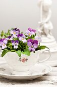 Purple violas planted in vintage collectors' teacup