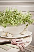 Oregano planted in white china tureen