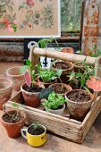 Home-grown seedlings in terracotta pots and coffee mug in and in front of rustic wooden trug